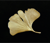 Silver Seasons Ginkgo Pin